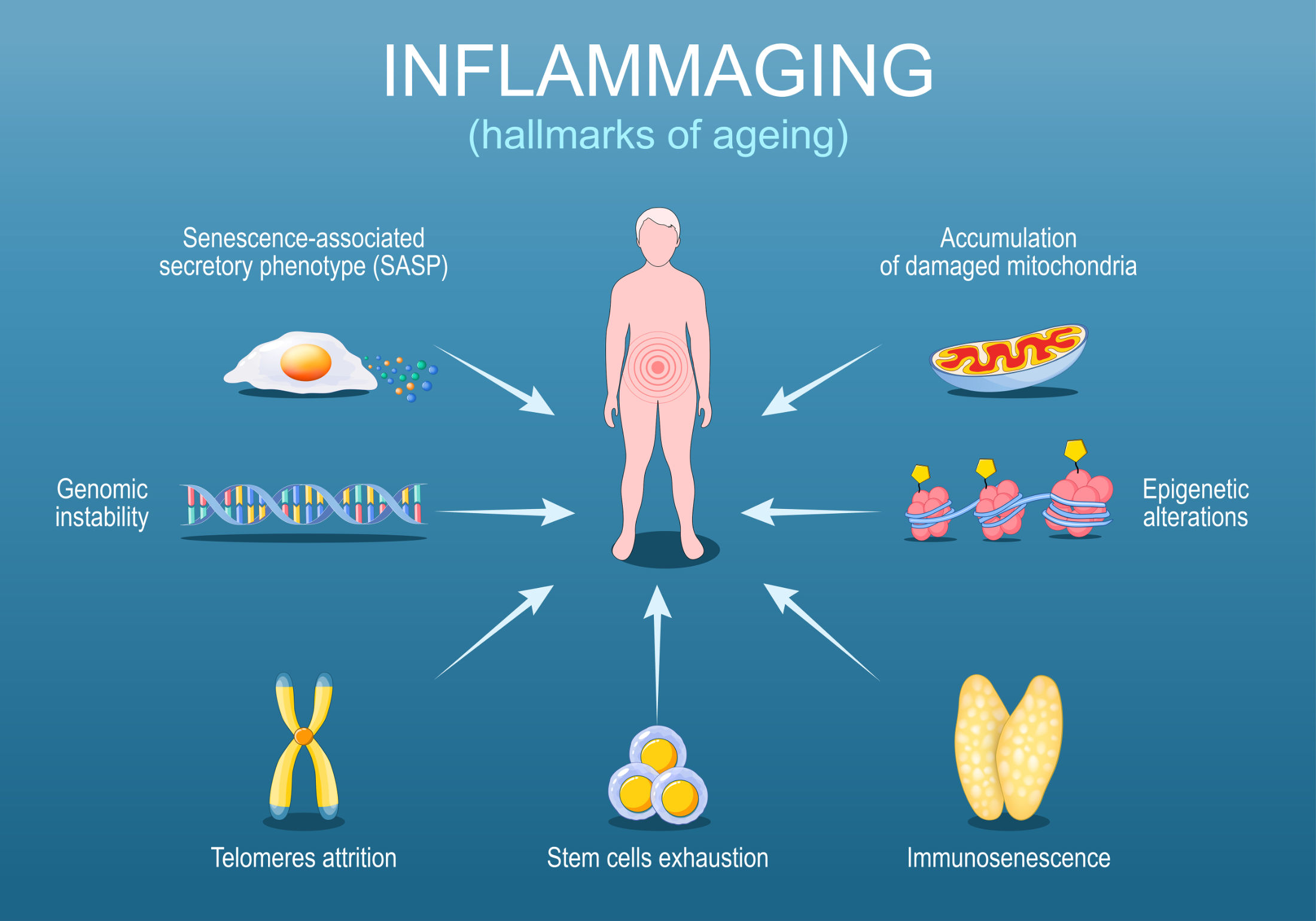 Inflammaging. Hallmarks of ageing. Chronic inflammation Inflammaging. Hallmarks of aging