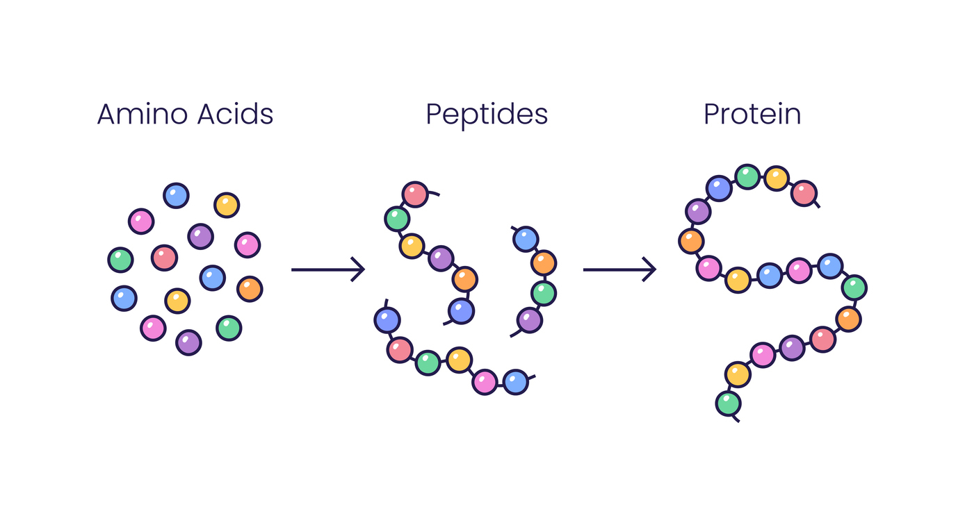 Peptide stacking