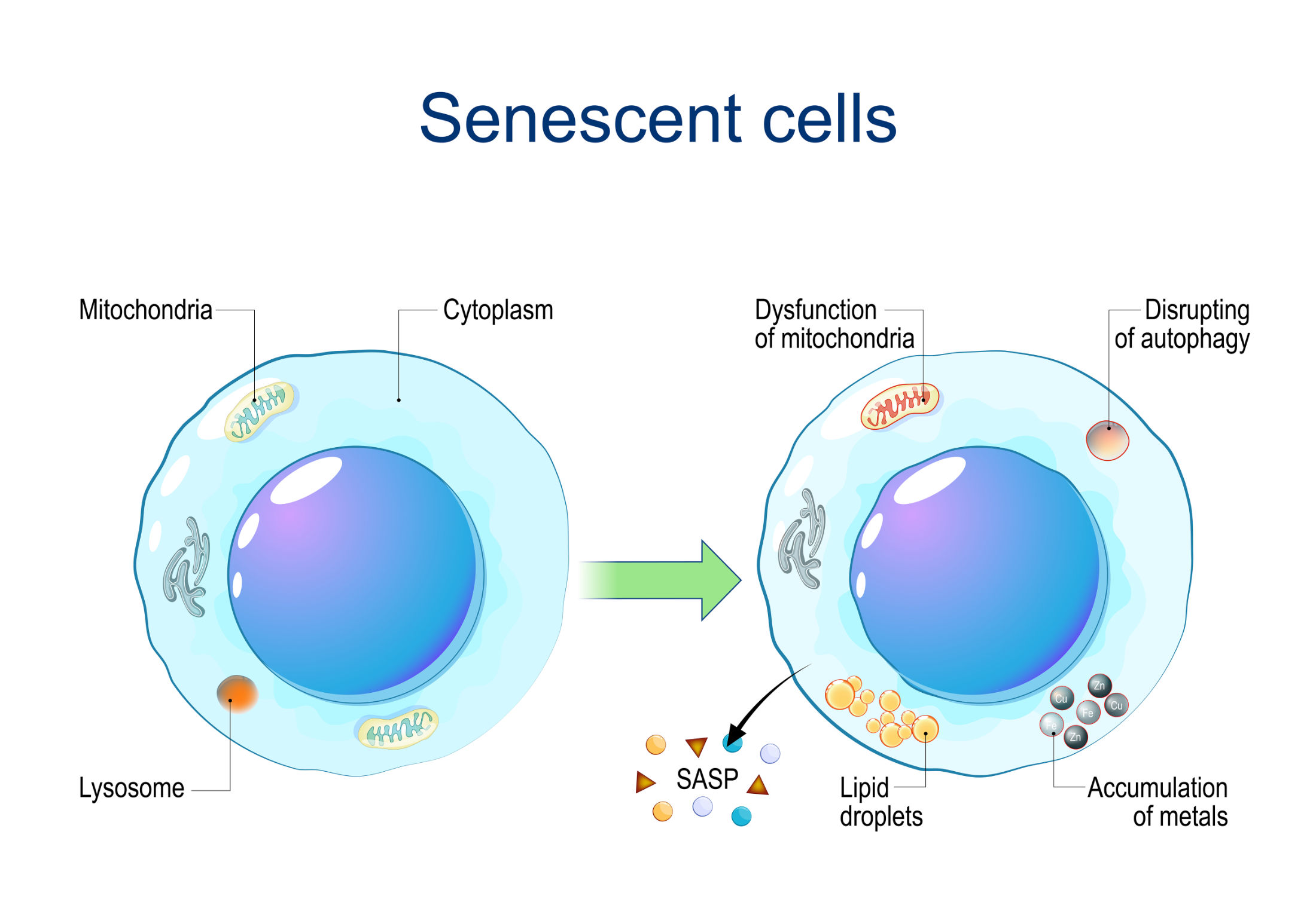 Hallmarks of Aging Cellular Senescence